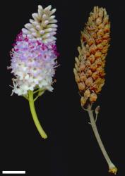 Veronica dieffenbachii. Inflorescence (left) and infructescence (right). Scale = 10 mm.
 Image: M.J. Bayly & A.V. Kellow © Te Papa CC-BY-NC 3.0 NZ